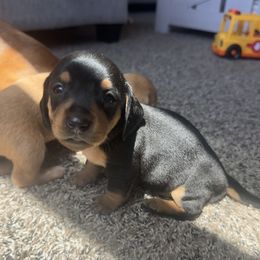 Dachshund Puppies from Carranza Puppy Farm