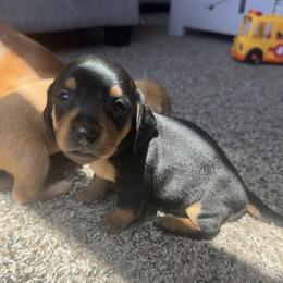 Dachshund Puppies from Carranza Puppy Farm