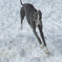 "Blue" Whippet All Grown Up from Timbreblue Whippets