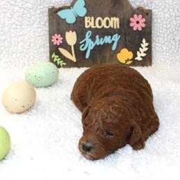 Rowan - Red  male Poodle puppy in Stokesdale, North Carolina from His and Hers Poodles and Doodles