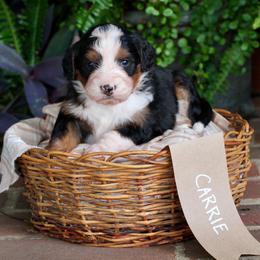 Carrie - Tri-color female Bernedoodle puppy in Lancaster, Pennsylvania from Homestead Bernedoodles