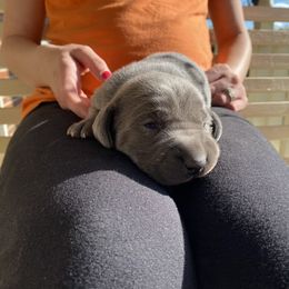 Weimaraner Puppies from Three Oak’s Kennel