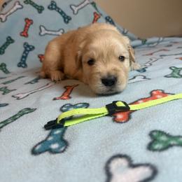 Boy 4-Lime - Golden male Golden Retriever puppy in North Pole, Alaska from Mulberry Retrievers