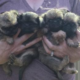 Brussels Griffon puppies from Griffs & Giggles Ranch - The Cortez Family