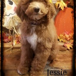 Sheepadoodle and Aussiedoodle Puppies from Masterpiece on the Mississippi Doodles