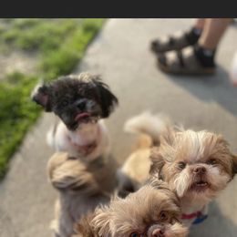 Shih Tzu Puppies from Casa de Santiago