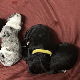 Aussiedoodle Puppies from Hickory Hideaway Doodles