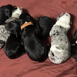 Aussiedoodle Puppies from Hickory Hideaway Doodles