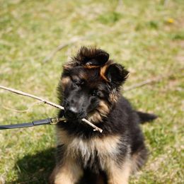 German Shepherd Puppies from Vom Kiramar German Shepherds