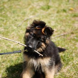 German Shepherd Puppies from Vom Kiramar German Shepherds