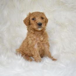Goldendoodle Puppies from La Familia Doodle