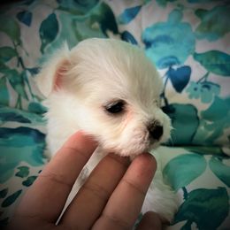 Maltese Puppies from California AKC Maltese & Yorkies