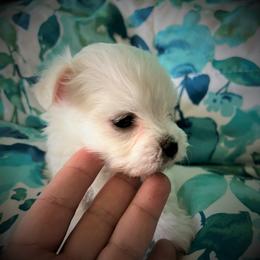 Maltese Puppies from California AKC Maltese & Yorkies