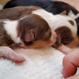 Miniature Australian Shepherd Puppies from Barnyard Mini Aussies