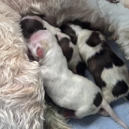 Cream with red - Cream female Havanese puppy in East Lansing, Michigan from VanCort's Happy Havanese
