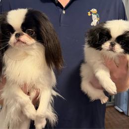 Puppy Girl - Black and white female Japanese Chin puppy in Little Rock, Arkansas from Montra Japanese Chin & Cavalier King Charles Spaniels