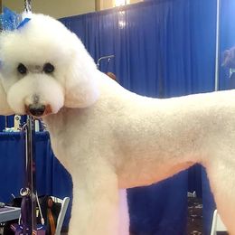 Poodles from Princetin Poodles