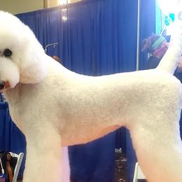 Poodles from Princetin Poodles