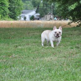 Leo - French Bulldog