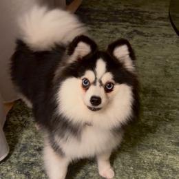 Ozzie - Pomsky