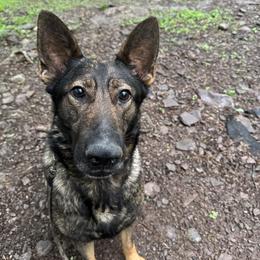 Xyla - German Shepherd