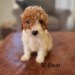 Bear - Parti male Goldendoodle puppy in Strasburg, Pennsylvania from Still Water Puppies