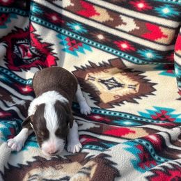 Reveille - Brown and white male Aussiedoodle puppy in Cleveland, Tennessee from C&S Kennels