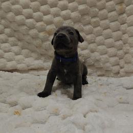 Blue collar - Gray male Cane Corso puppy in Fritch, Texas from Carrie Brown's Cane Corsos