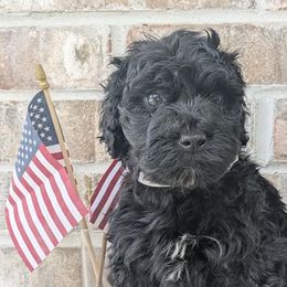 Congaree - Black and white Portuguese Water Dog puppy in Jacksonville, Florida from Filo House