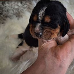 Dolly - Black brown and white female Basset Hound puppy in Mack's Creek, Missouri from Mack's Creek Basset Hounds