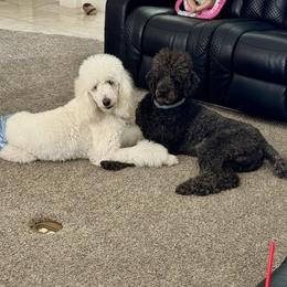 Poodle Puppies from Candace Yakes