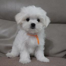 2nd little girl - White female Maltese puppy in Palatka, Florida from Boshi Maltese