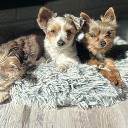 Yorkshire Terriers from pupstatenewyorkies