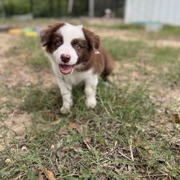 Sampson - Red male Border Collie puppy in Erwin, North Carolina from Herd That Farms