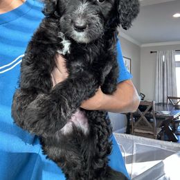 Herman - Black male Sheepadoodle puppy in Colorado Springs, Colorado from Kings Doodles