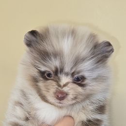 Chocolate merle - Chocolate merle male Pomeranian puppy in Meherrin, Virginia from Traveling Poms