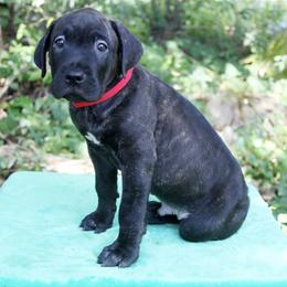 Cane Corso Puppies from Harlow Cane Corso