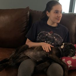 Boxer Puppies from Aleman Euro Boxers