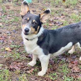 Daisy - Pembroke Welsh Corgi