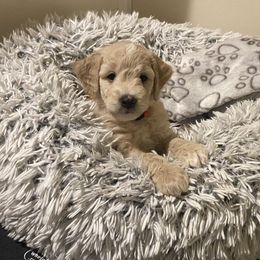 Goldendoodle Puppies from Smith Family Doodles