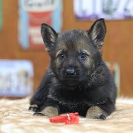 Red collar - Sable male German Shepherd puppy in Philippi, West Virginia from Vom Haus Highlands