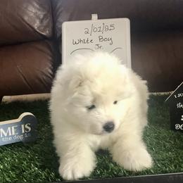 Boy 1 - White and biscuit male Samoyed puppy in Colorado Springs, Colorado from T&M Samoyeds