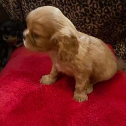 Cavalier King Charles Spaniels from Heinz Kennel