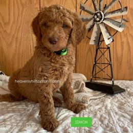 SIMON - Green Collar - Boy - Apricot male Goldendoodle puppy in Charlo, Montana from Heavenly Hilltop Farm