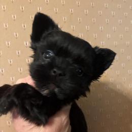 Male 3 - Black and tan male Yorkshire Terrier puppy in Lafayette, Georgia from Berggipfel Yorkies