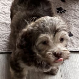 Havanese Puppies from VanCort's Happy Havanese