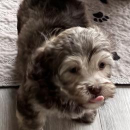 Havanese Puppies from VanCort's Happy Havanese