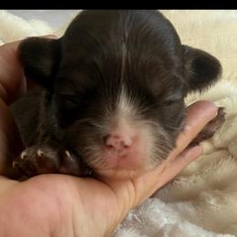 Prancer - Chocolate and tan male Chihuahua puppy in Citrus Heights, California from Golden State Chihuahuas