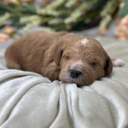 Beau - Apricot male Goldendoodle puppy in Queen Creek, Arizona from Goldendoodle AZ