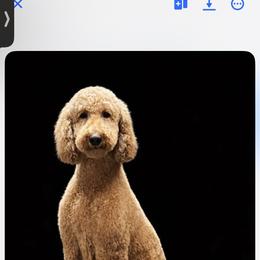 Stella - Goldendoodle